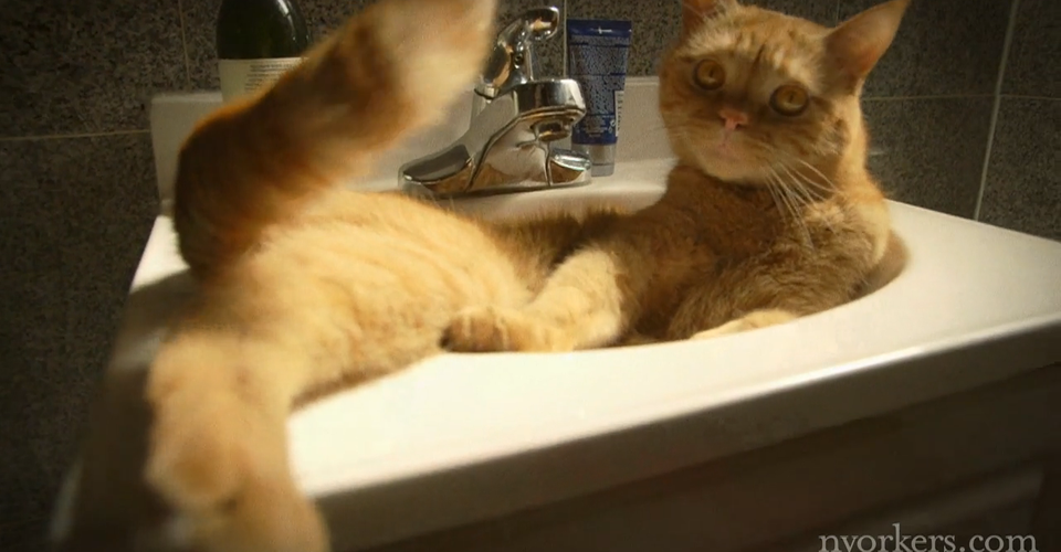 A Day in the Life of a New York City Cat The Atlantic