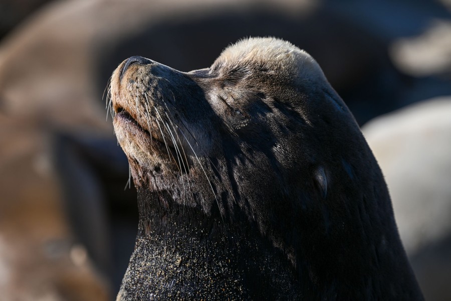 A profile of a sea lion with its head lifted