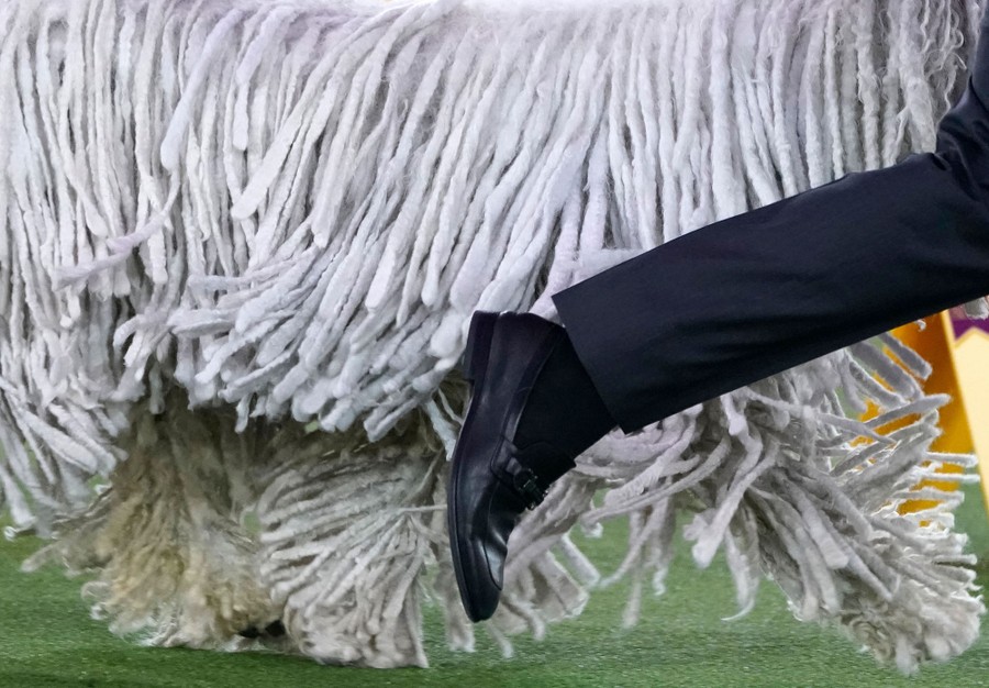 Photos From the 2021 Westminster Dog Show The Atlantic