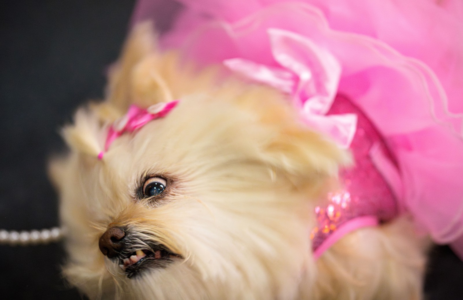 A small dog that is wearing a frilly pink dress bares its teeth.