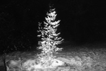 A black-and-white photo of a Christmas tree outside in the snow
