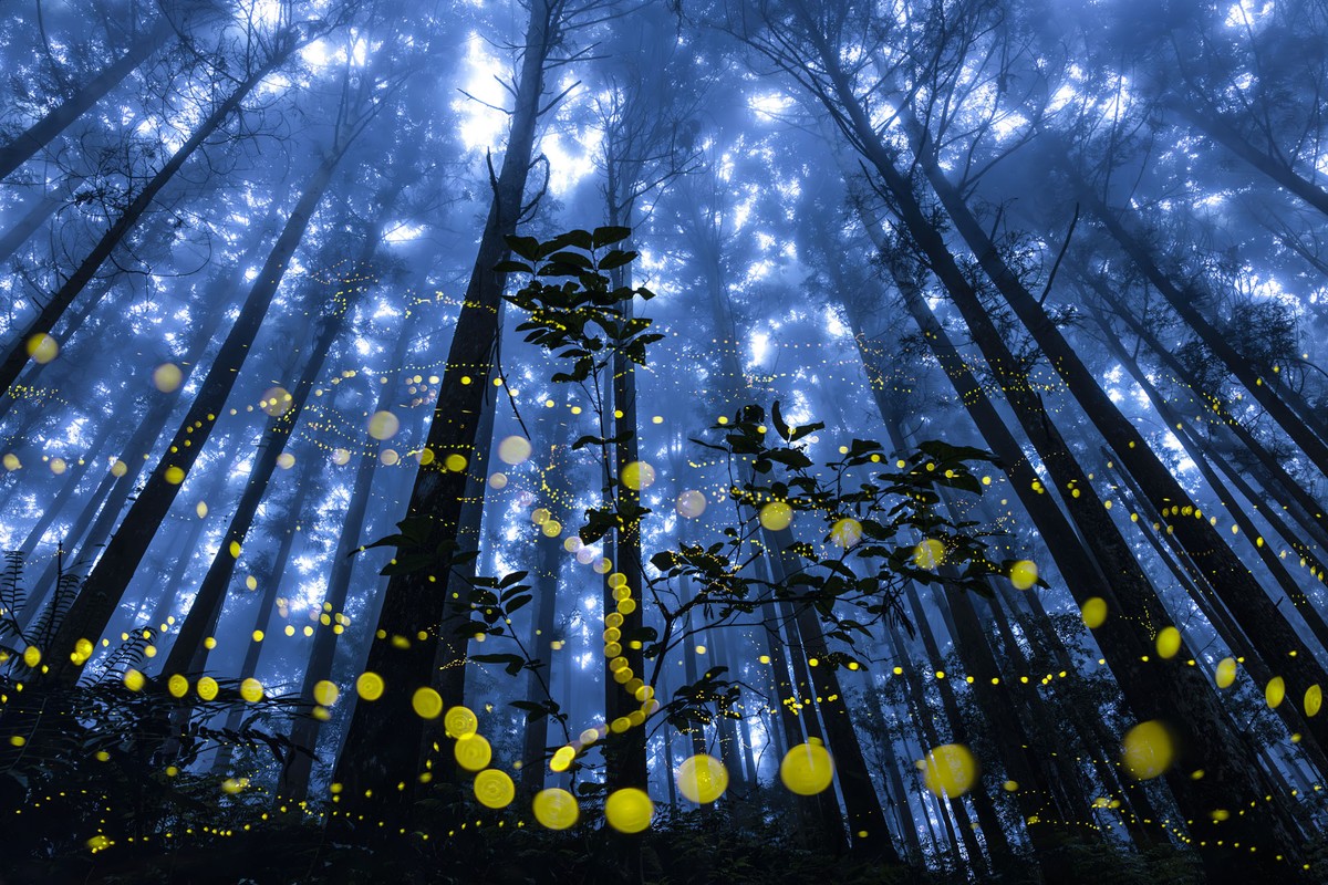 Winners of the 2024 International Landscape Photographer of the Year (15 photos)