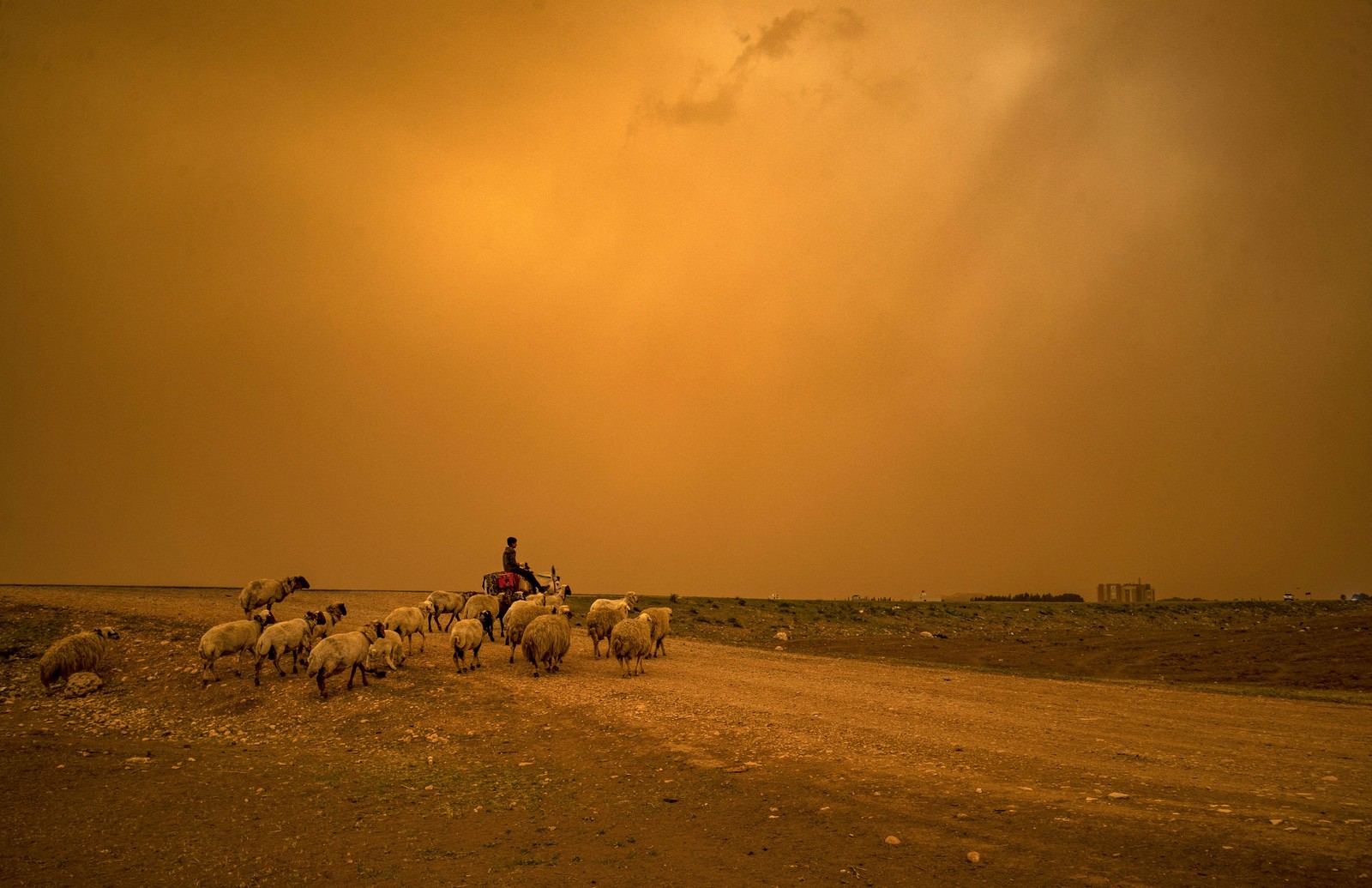 A shepherd rides a donkey beside a flock of sheep beneath a hazy orange sky during a dust storm.