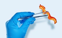 A piece of bacon between lab tweezers
