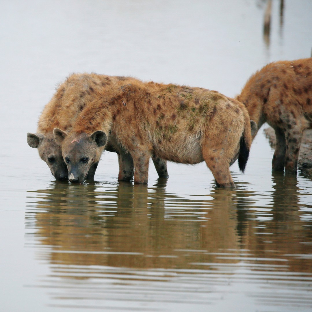 Arctic Hyenas Once Roamed North America - The Atlantic