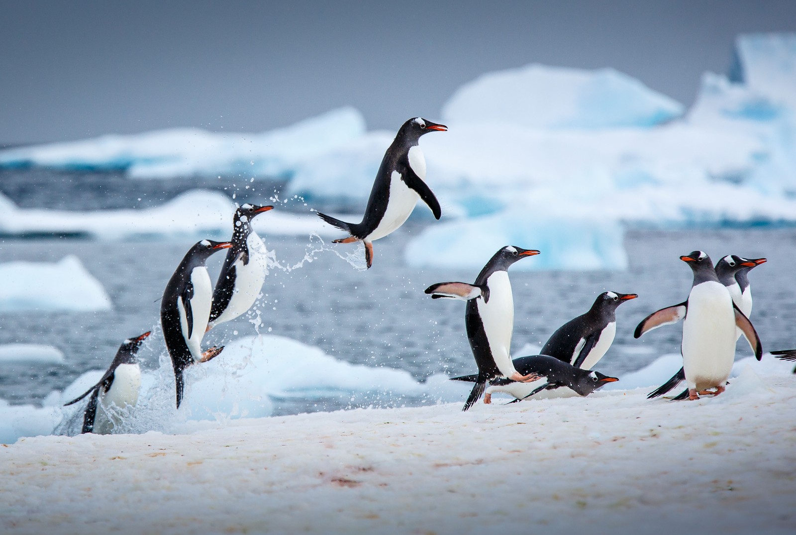 Penguins leap out of the water with icebergs in the background.