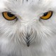 A close view of the face of a snowy owl