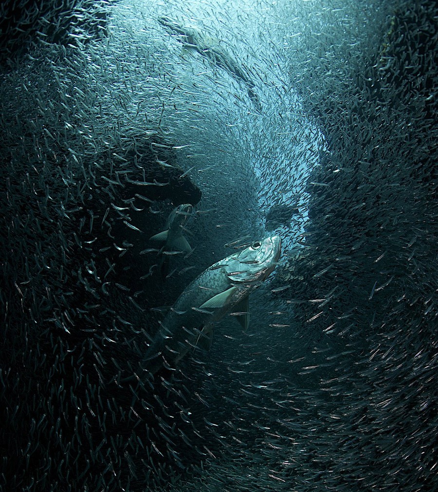 National Geographic Photo Contest 2013, Part II - The Atlantic