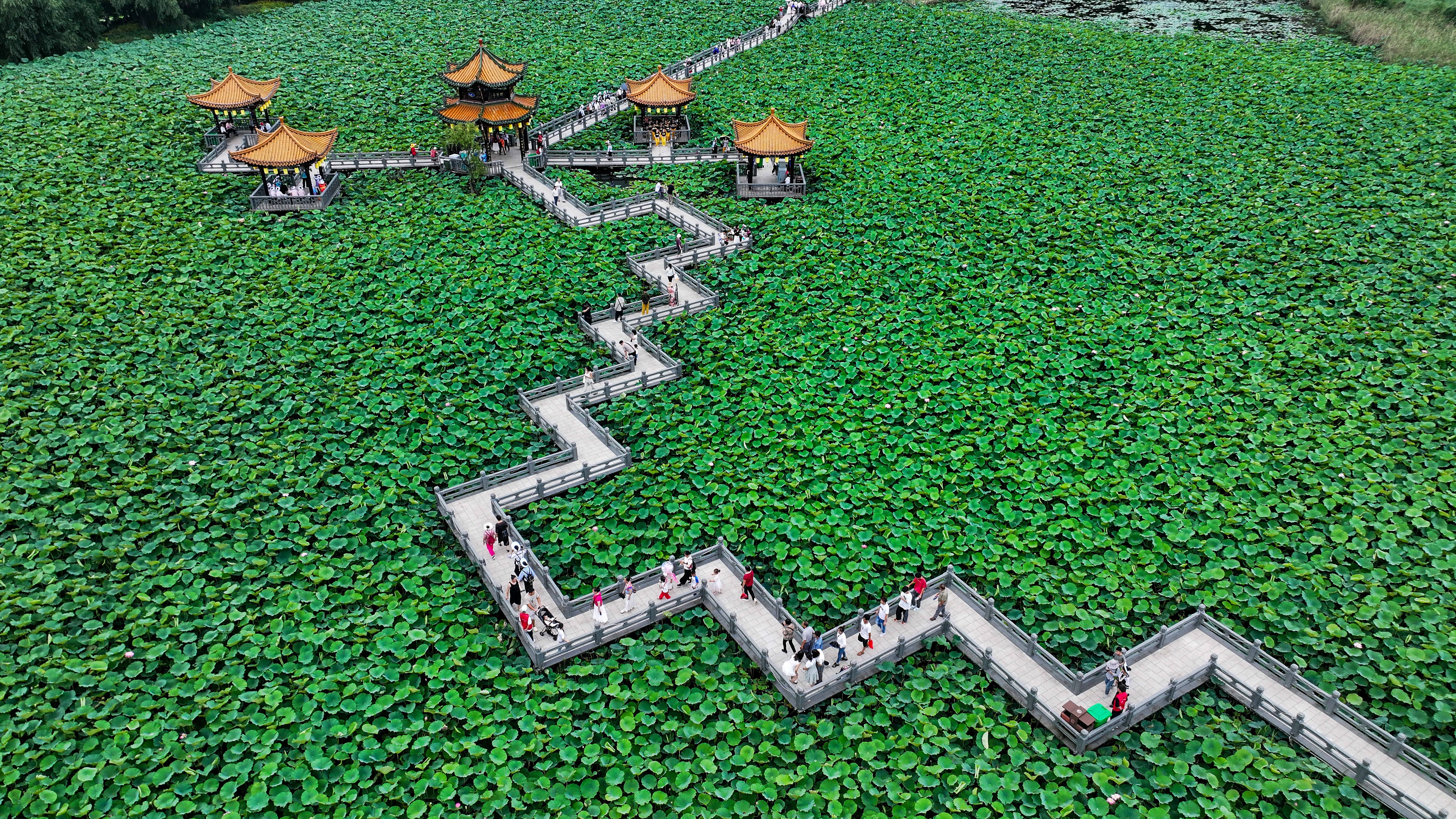 An aerial view of a zig-zagging wooden walkway, going through a large patch of lotus plants.