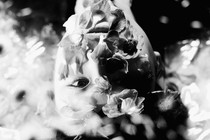 An upside-down photograph of a woman whose face is covered in flowers