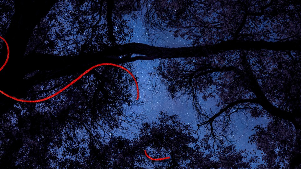 An image of trees against a night sky