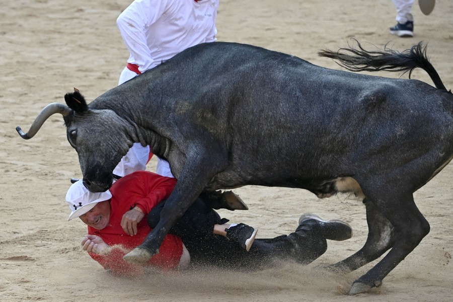 A person is knocked to the ground by a steer.