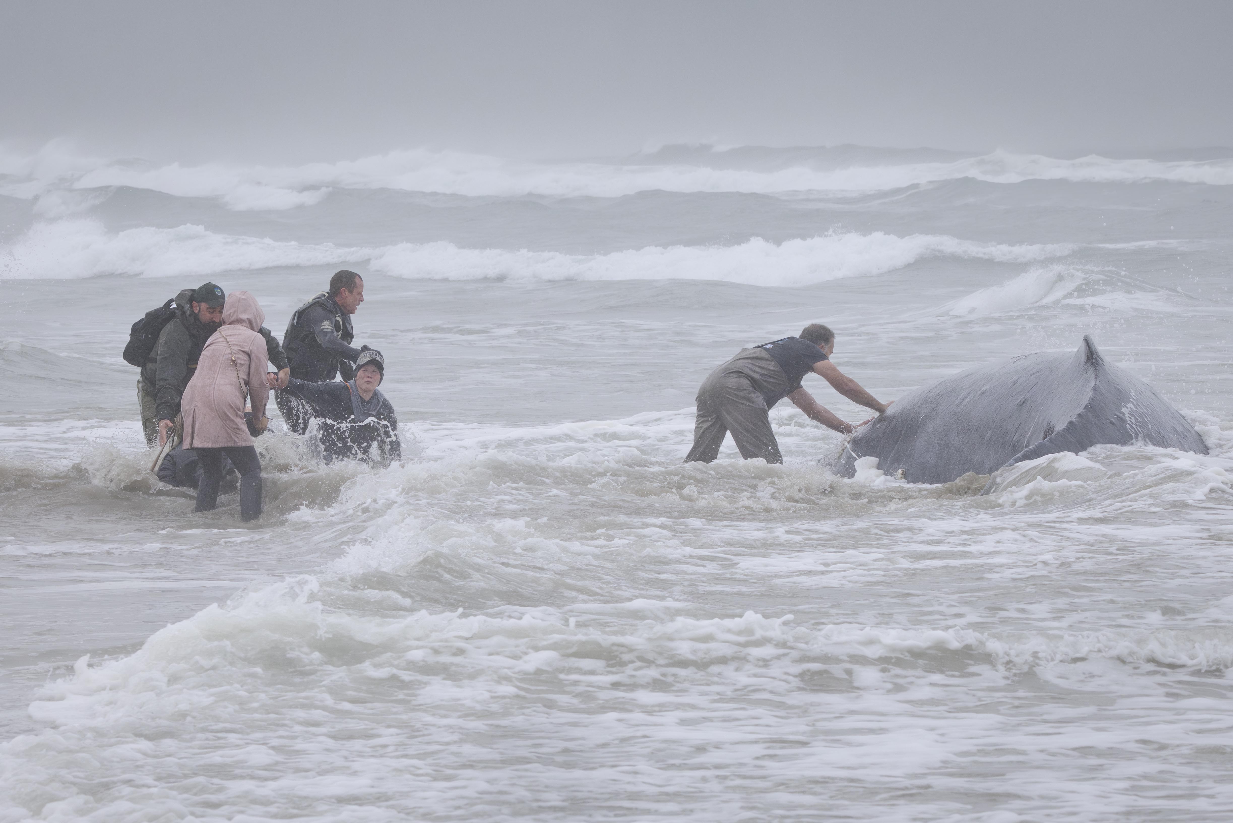 GKS-251116-Humpback-19.jpg