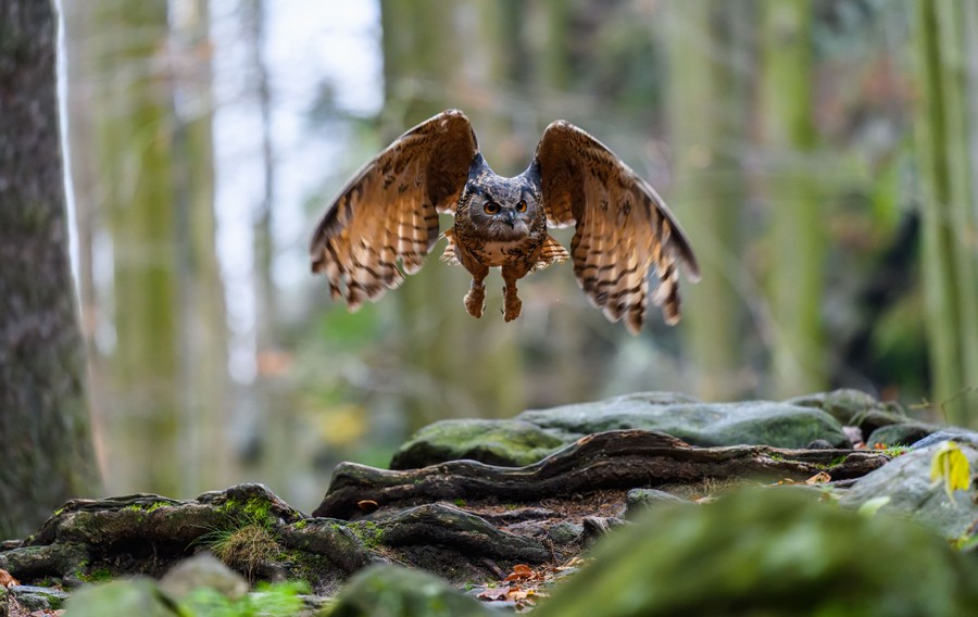 An owl flies through a forest.