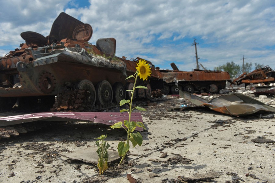 The wreckage of several military vehicles sit near pavement, where a single sunflower grows through a crack.
