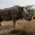 Sudan the rhino, now deceased