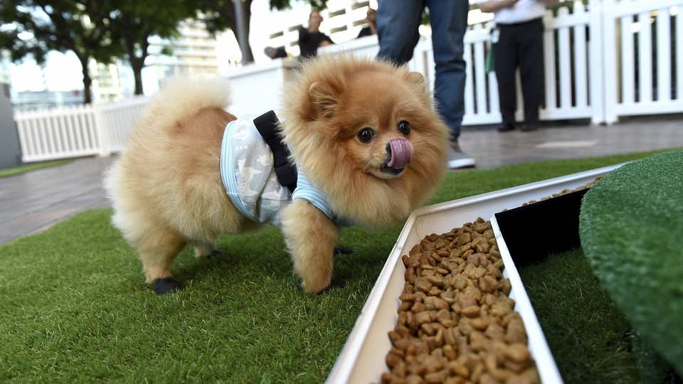 A dog stands in front of a bowl of food.