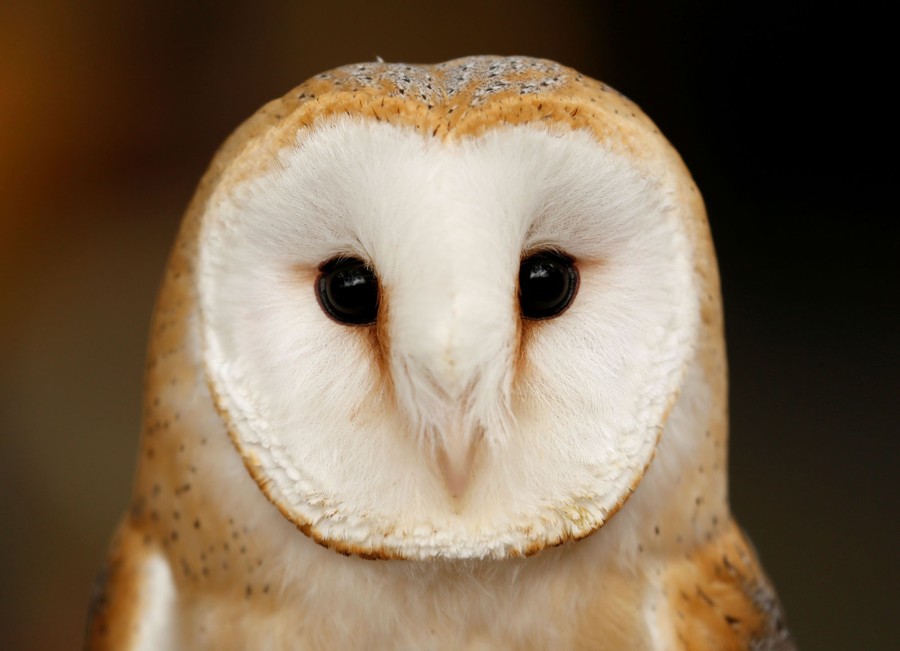 Photos: Superb Owl Sunday III - The Atlantic