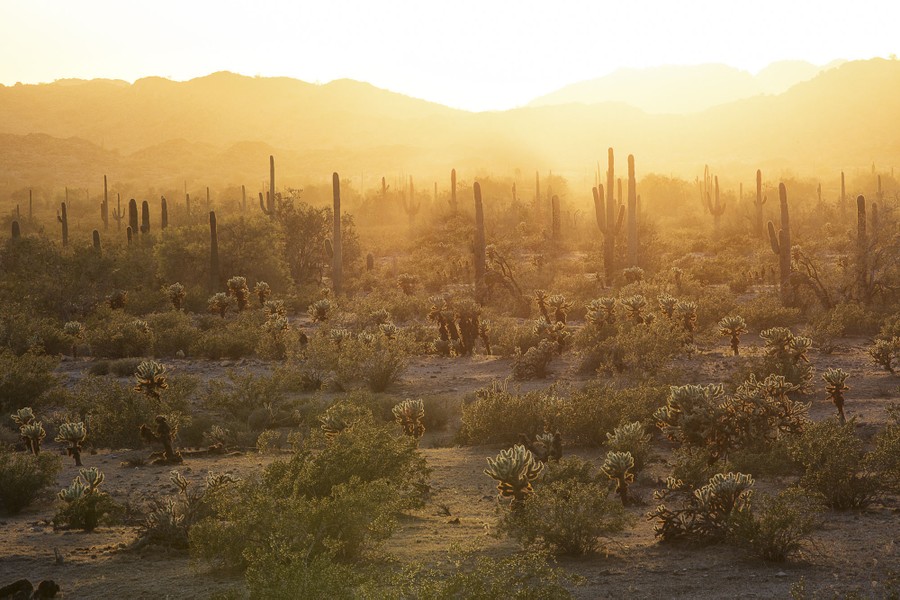 Low sunlight filters through a desert landscape.