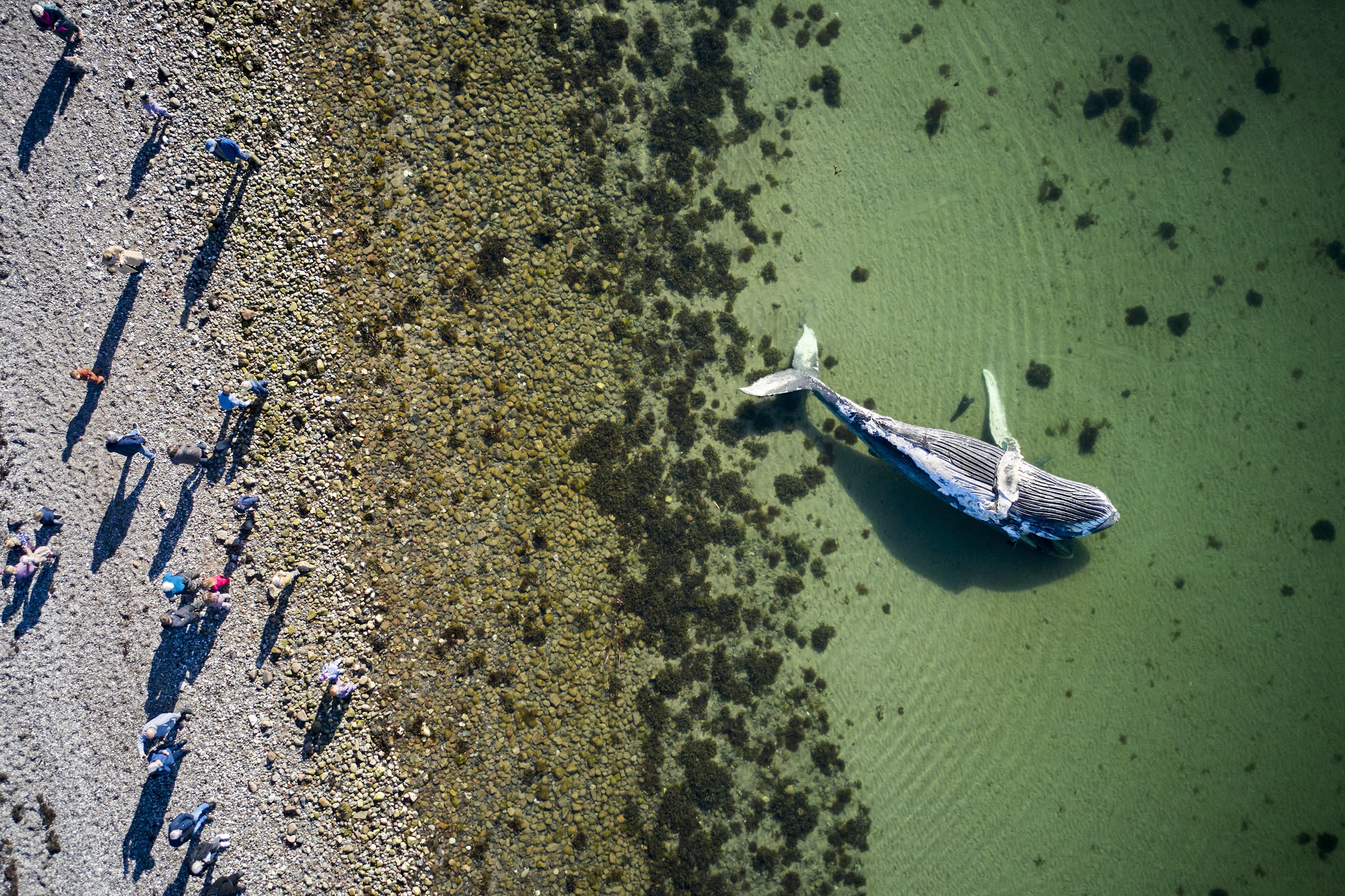 An aerial view of a dead humpback whale floating upside-down along a beach, where a number of people are standing.