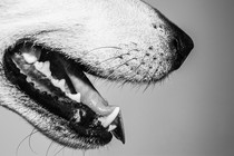 Black-and-white close-up image of a dog's mouth