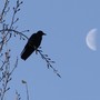 A crow in a tree next to a half-moon.