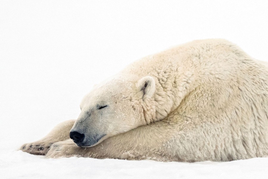 A polar bear rests in snow, its head lying on its front paws.