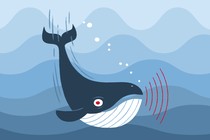 Illustration of whale