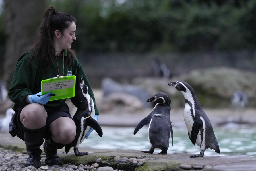 A woman with a clipboard crouches down beside several penguins.