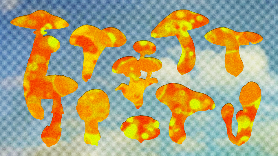 The silhouettes of mushrooms, filled in red and yellow to symbolize heat