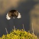 A black bird with white wingtip feathers spreads its wings wide while flying above a bush.