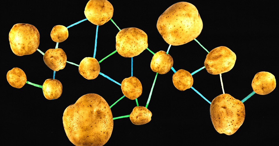 Remarkable News in Potatoes: They Evolved From Tomatoes - The Atlantic