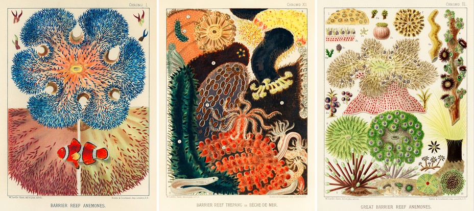 Illustrations of The Great Barrier Reef 