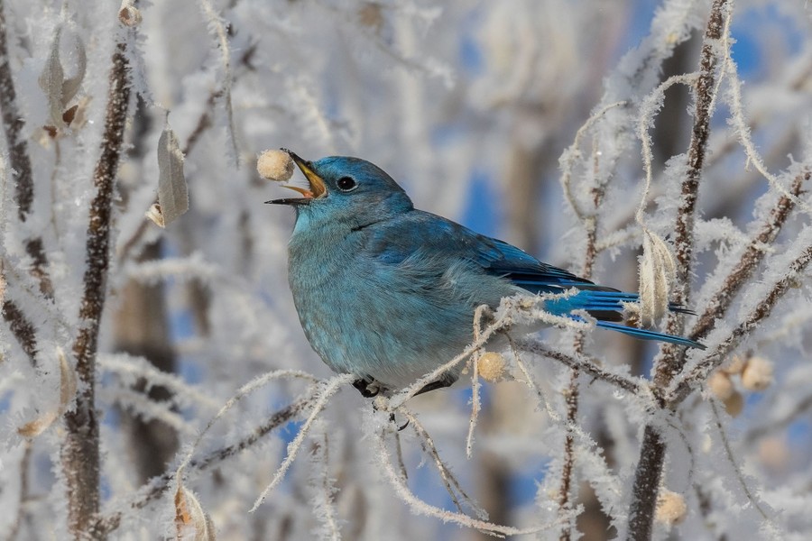 A bluebird tosses a cream-colored berry into its beak.