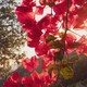 pink bougainvillea with sunset light