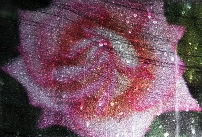 a manipulated image with scratches and dust shows a pink rose