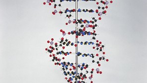 A photograph of a 3D model of the double helix structure of DNA