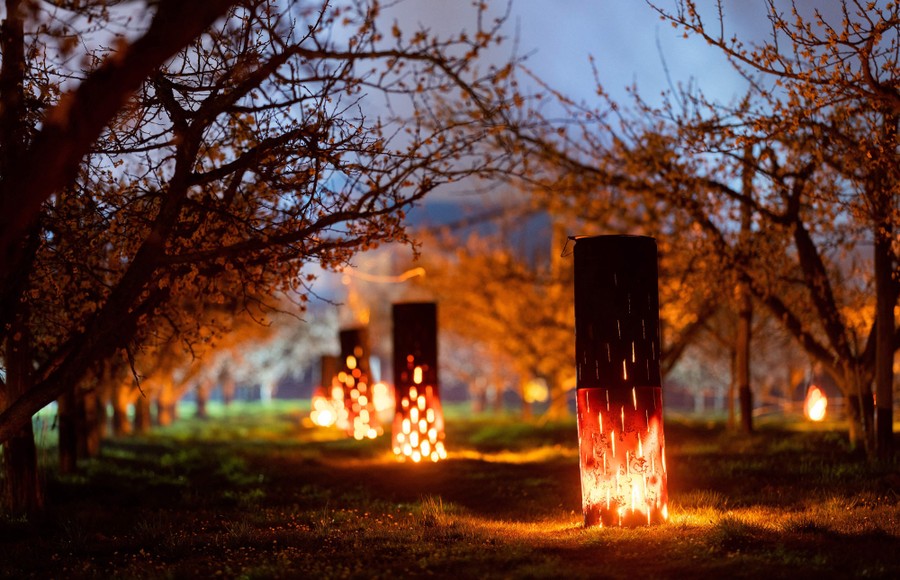 Fires burn in small metal chimneys among apricot trees.