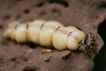 A termite queen and king, about 5 cm and 1 cm long, respectively