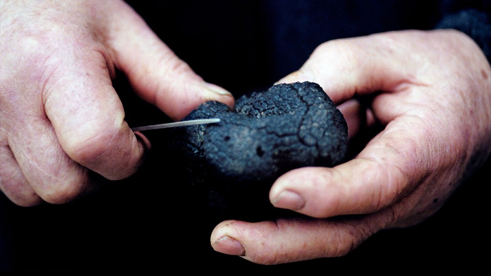 Someone saving a truffle