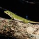 a slender green lizard perched onto a light-colored tree branch. its tail is lifted.