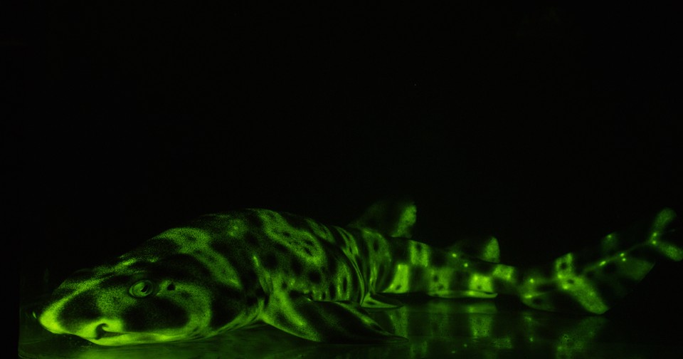 Scientists Have Developed Shark Vision - The Atlantic