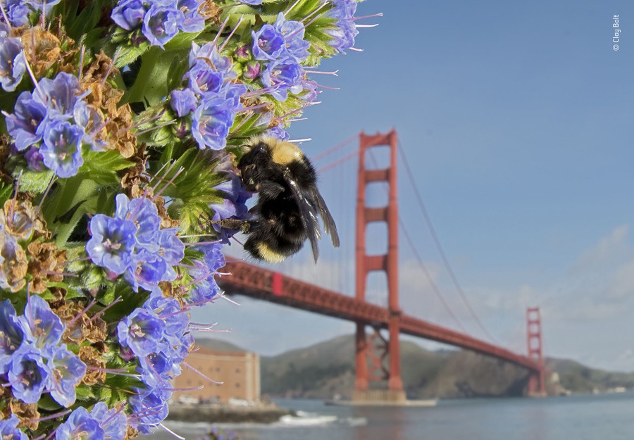 A bumblebee climbs on purple flowers as the Golden Gate Bridge stands in the background.