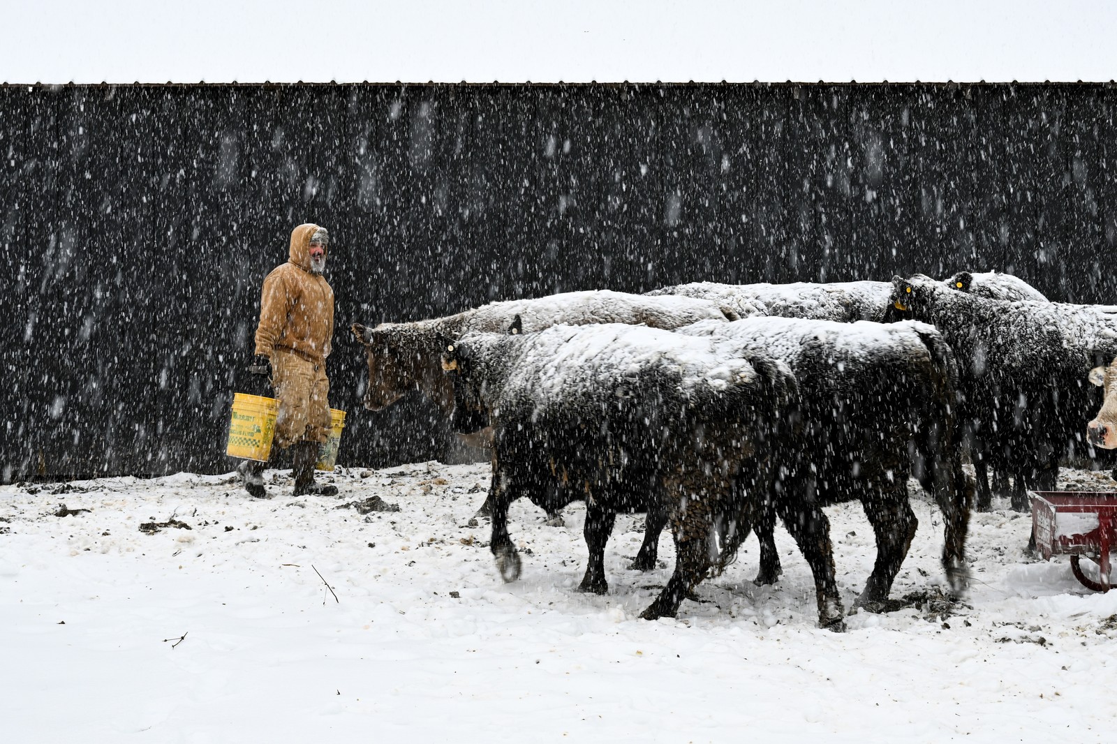 A farmer feeds cows during a snowstorm.