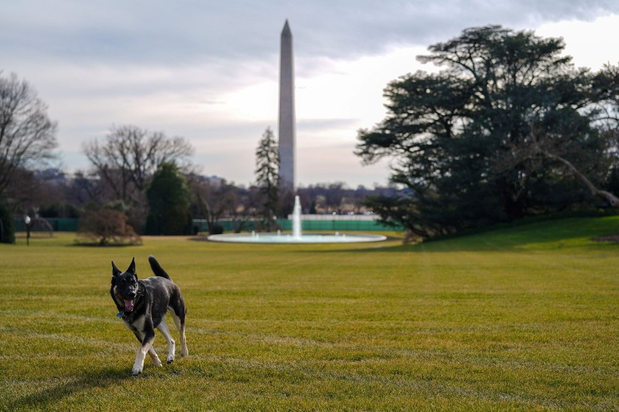 A dog walks on grass with the Washington Monument visible in the background.
