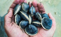 Dirty hands holding clams