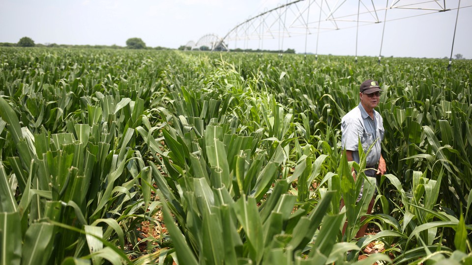 A farmer inspects his crop in Limpopo, South Africa.