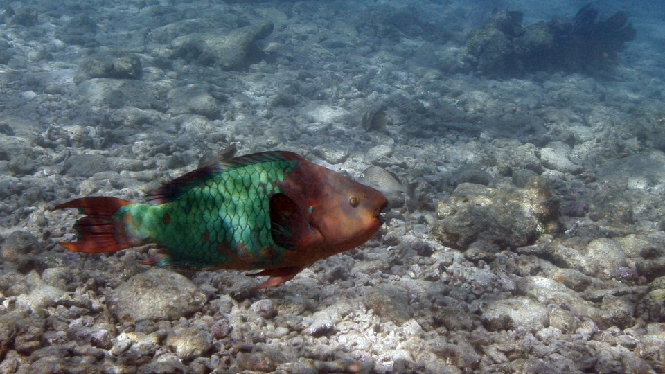 A parrotfish swims over a dead coral reef.
