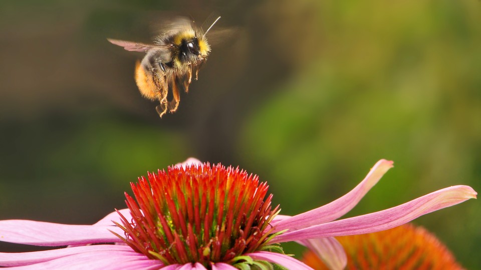 Bumblebees bite plants to make them flower early, surprising scientists