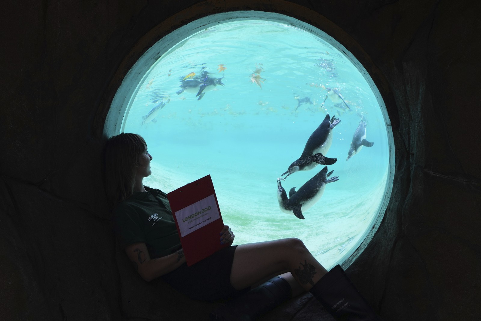 A person sits in a circular window, looking at penguins swimming on the other side.